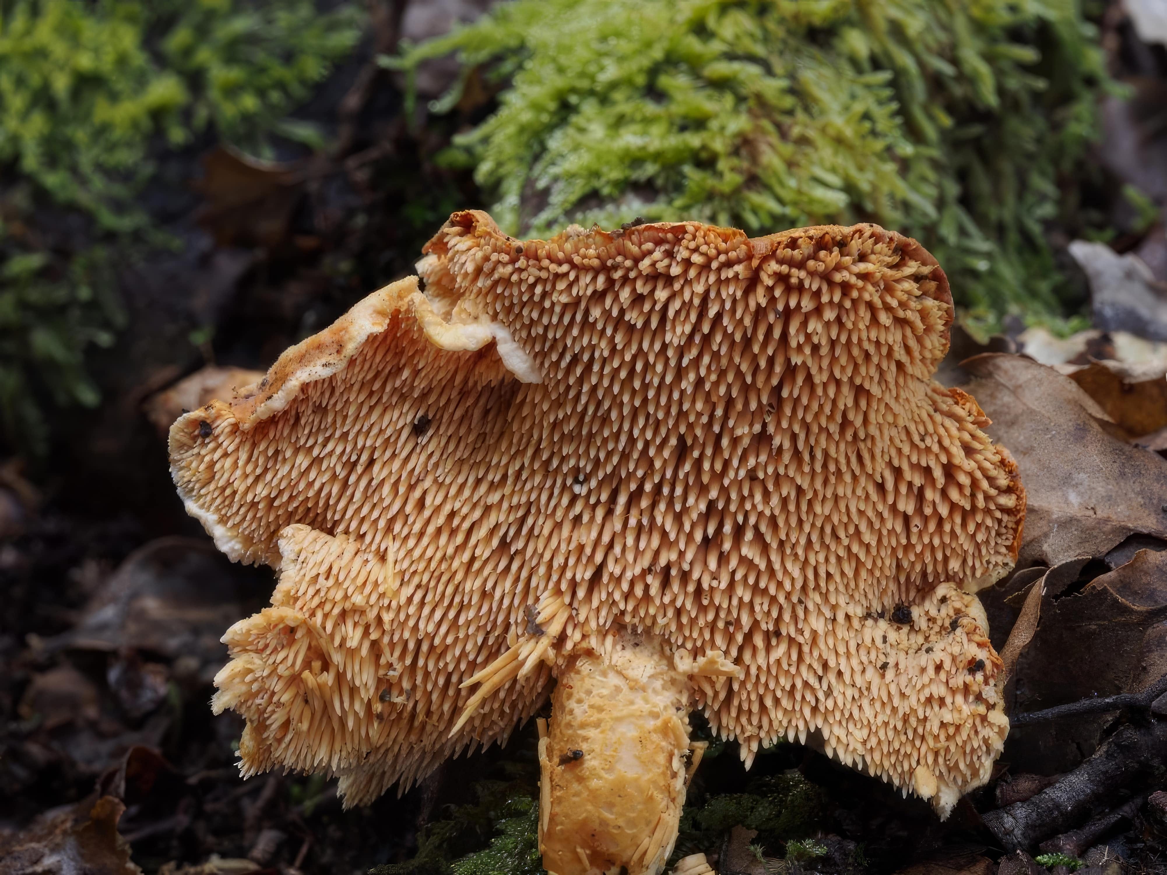 Fangs of the Forest: The Myriad Forms and Functions of Toothed Fungi