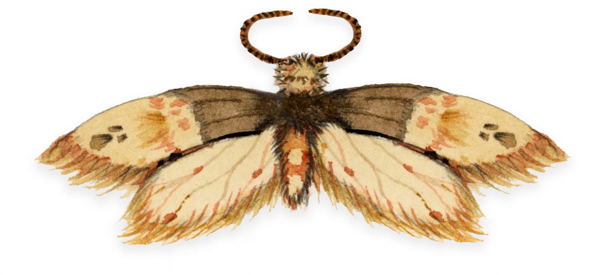 illustration of a carpet moth