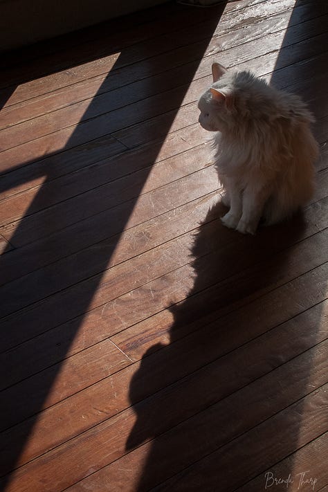 A collection of photos from a farm in Maine