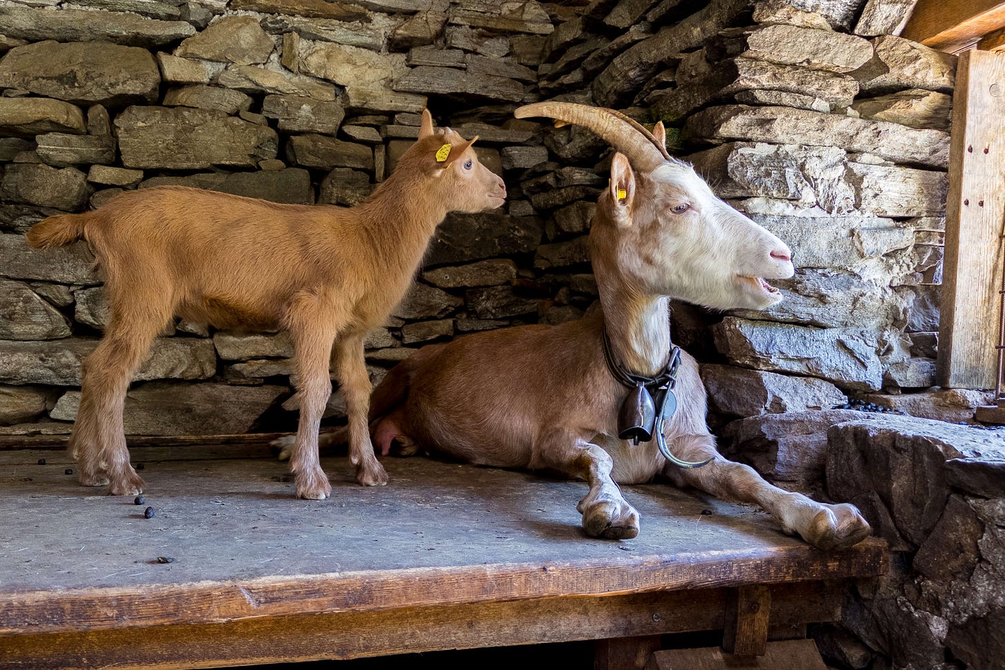 Eine erwachsene Bündner Strahlenziege und deren Zicklein warten auf der Alp Riei di Sopra im Centovalli in einer einfachen Steinhütte auf die Dämmerung. Die liegende Geiss ist hellbraun mit einem weissen Kopf und trägt am Halsband neben der Glocke einen Pheromon-Dispenser. Das junge, hellbraune Gitzi steht neugierig neben ihr. Beide Tiere blicken nach rechts ins Licht, das durch ein kleines Fenster fällt. Der Hintergrund besteht aus grob aufgeschichteten Natursteinen. Eine erwachsene Bündner Strahlenziege und deren Zicklein warten auf der Alp Riei di Sopra im Centovalli in einer einfachen Steinhütte auf die Dämmerung. Die liegende Geiss ist hellbraun mit einem weissen Kopf und trägt am Halsband neben der Glocke einen Pheromon-Dispenser. Das junge, hellbraune Gitzi steht neugierig neben ihr. Beide Tiere blicken nach rechts ins Licht, das durch ein kleines Fenster fällt. Der Hintergrund besteht aus grob aufgeschichteten Natursteinen.