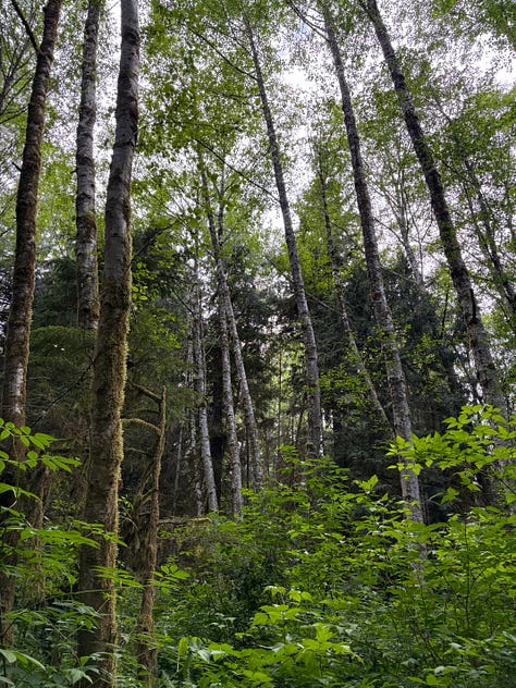 Old Growth Forest Trees