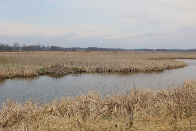 Sweet Water Marsh