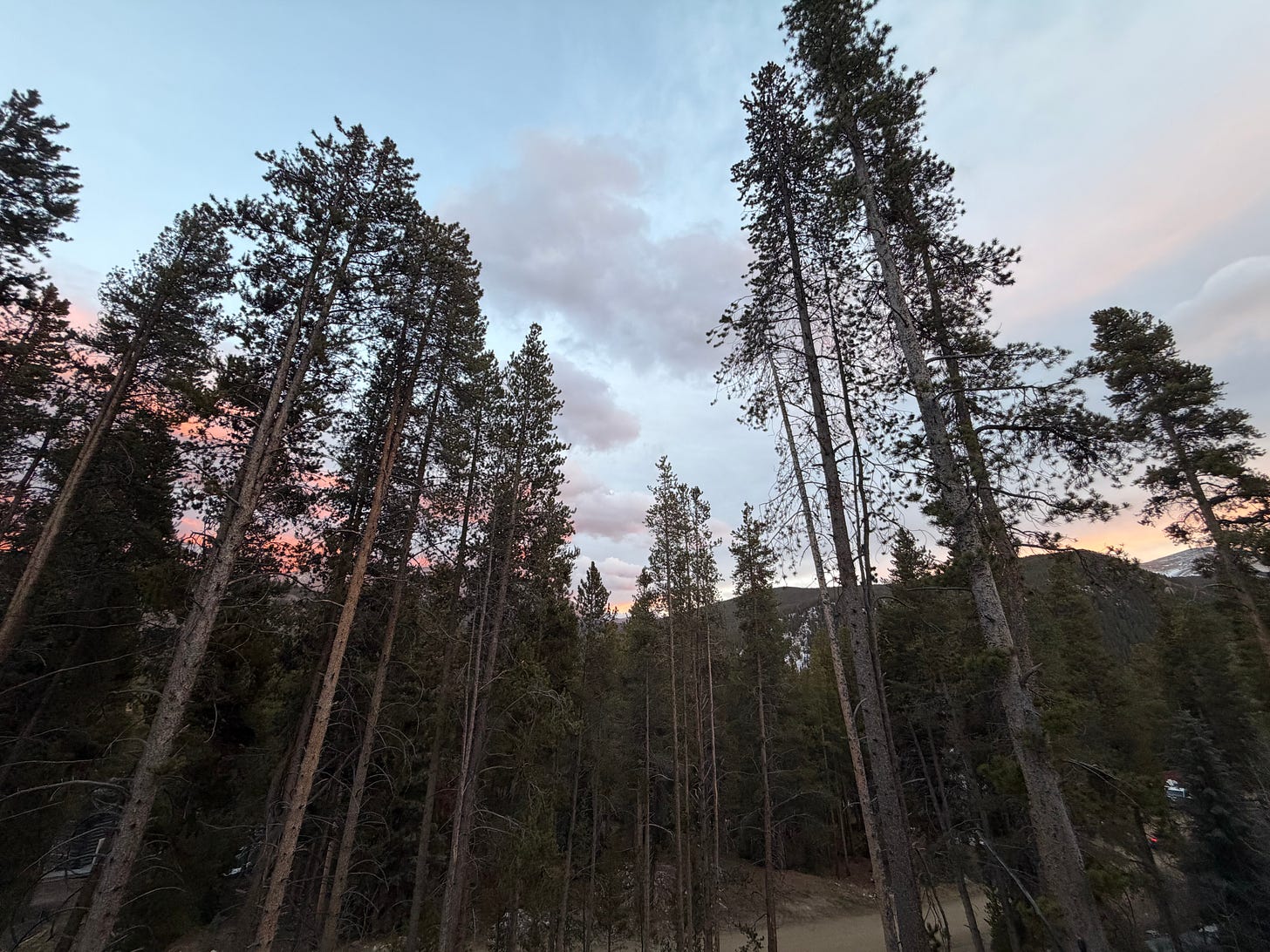 A lovely sunset with very tall trees in the foreground
