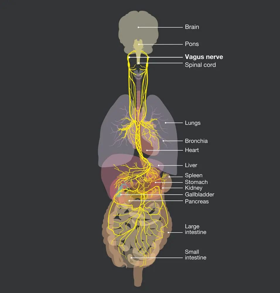Chiropractic Care for Vagus Nerve Health