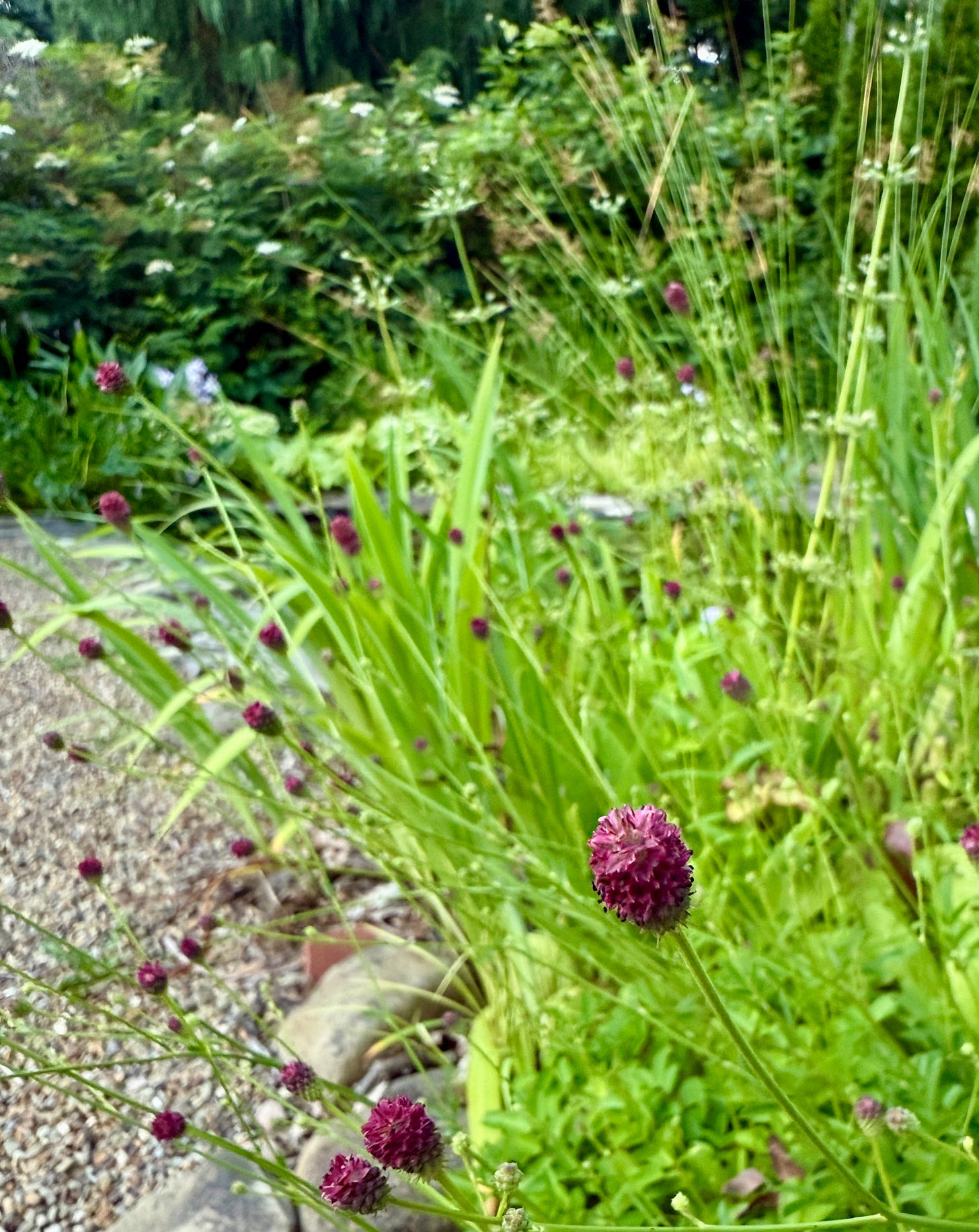 One of the best bog plants for July: little Sanguisorba 'Little Angel'