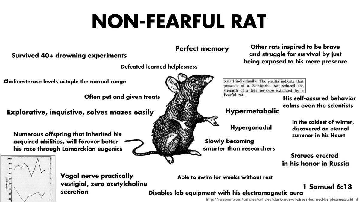 We are all just on a journey to becoming Non-Fearful Rat h/t @vividvoid We are all just on a journey to becoming Non-Fearful Rat h/t @vividvoid
