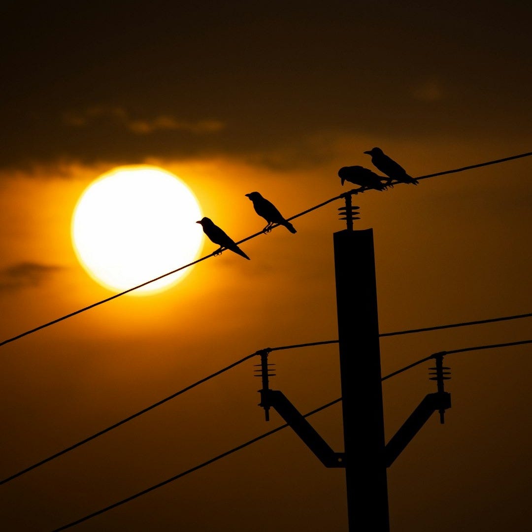 a group of birds sitting on top of power lines a group of birds sitting on top of power lines