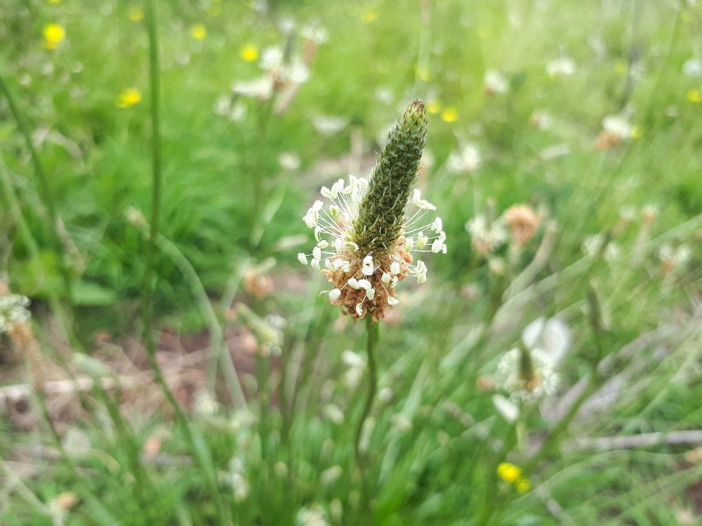 Plantago [European plantain-sago-psyllium] rsz.jpg
