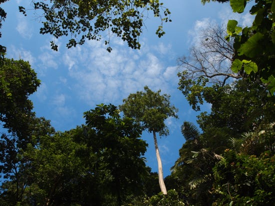 MALAYSIA: A walk in the woods MALAYSIA: A walk in the woods