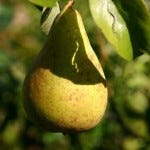Pears, a wellness powerhouse Pears, a wellness powerhouse