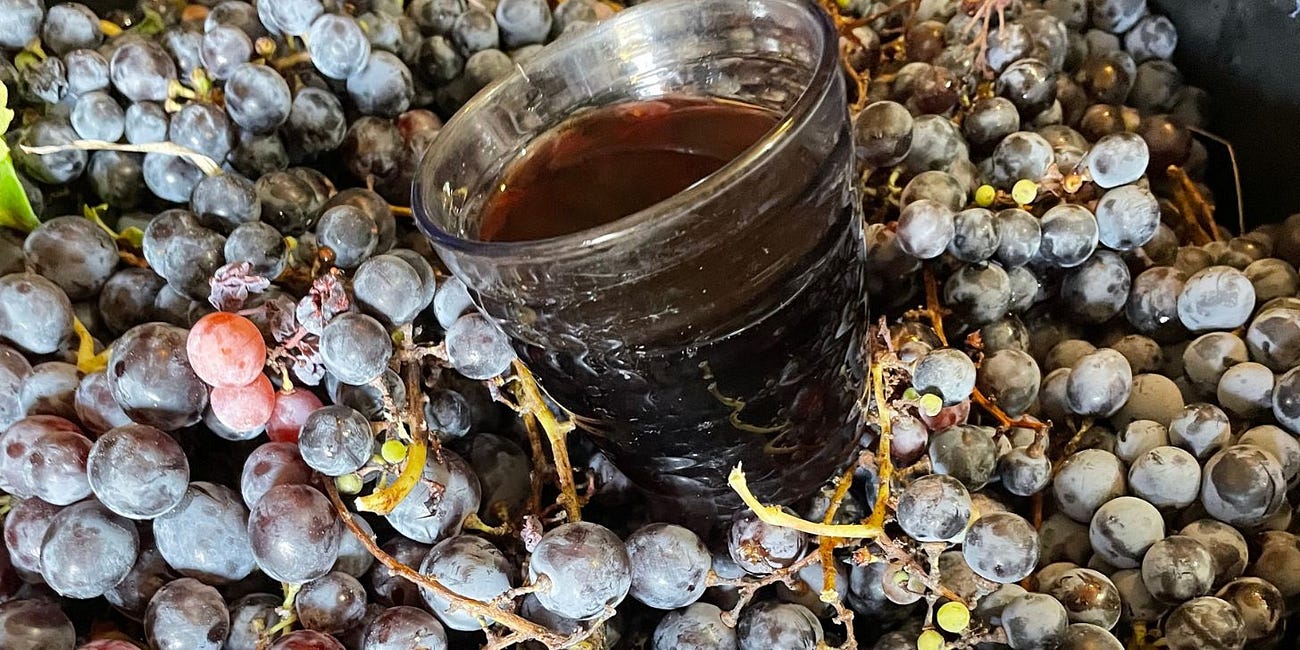 Harvest Season: Musings on Life and Death, But Mostly Life