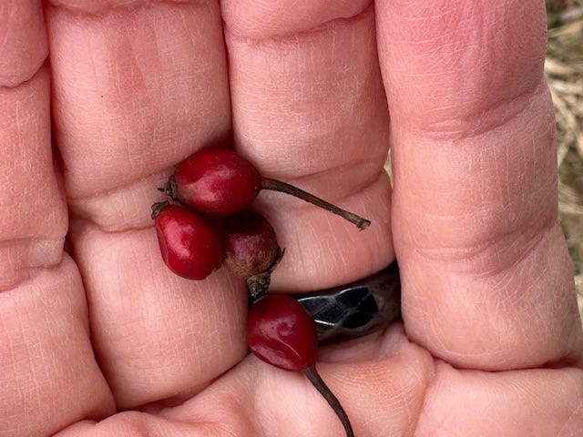 rose hips rose hips