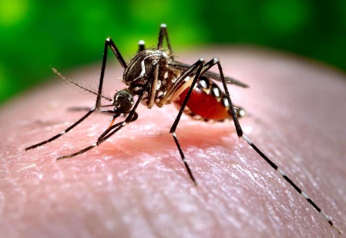 Tonga Faces Rising Dengue Cases as Outbreak Grows to 24 Confirmed Infections