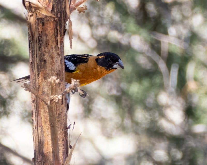 20250430-Chiricahuas-181-Edit.jpg 20250430-Chiricahuas-181-Edit.jpg