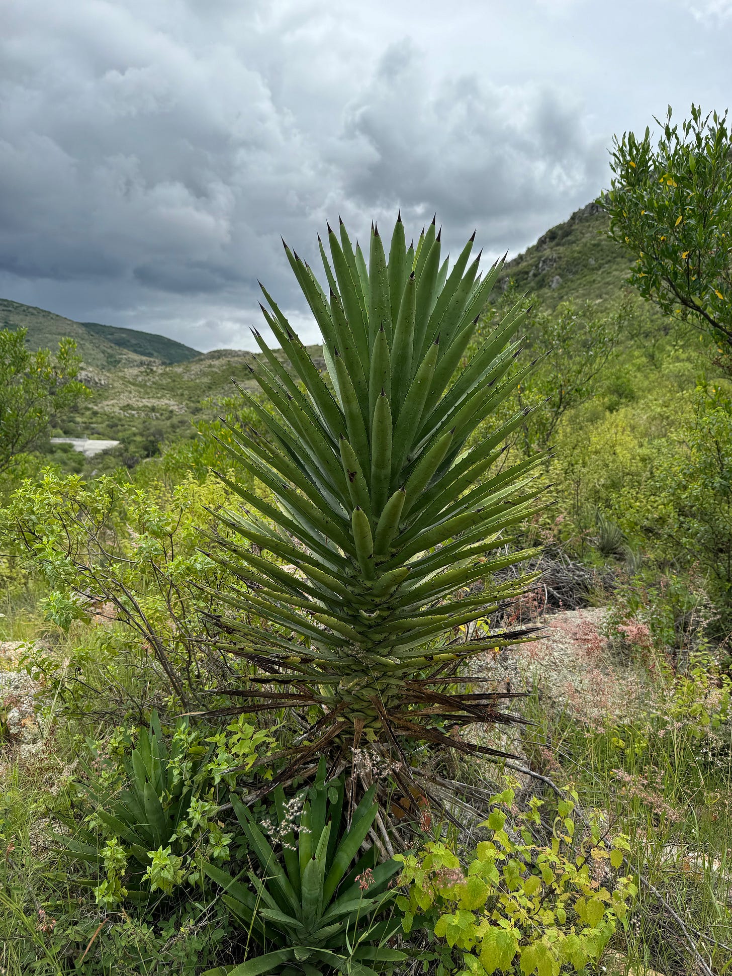 Agave / OAXACA_typeB Mexican Agave – Sustainable Garden Design