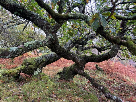 Photographs from Cloanaig Oakwoods, Kintyre