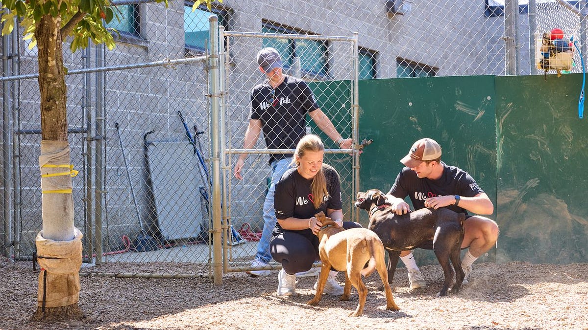 Americans love pets. So why does adoption still feel so hard?