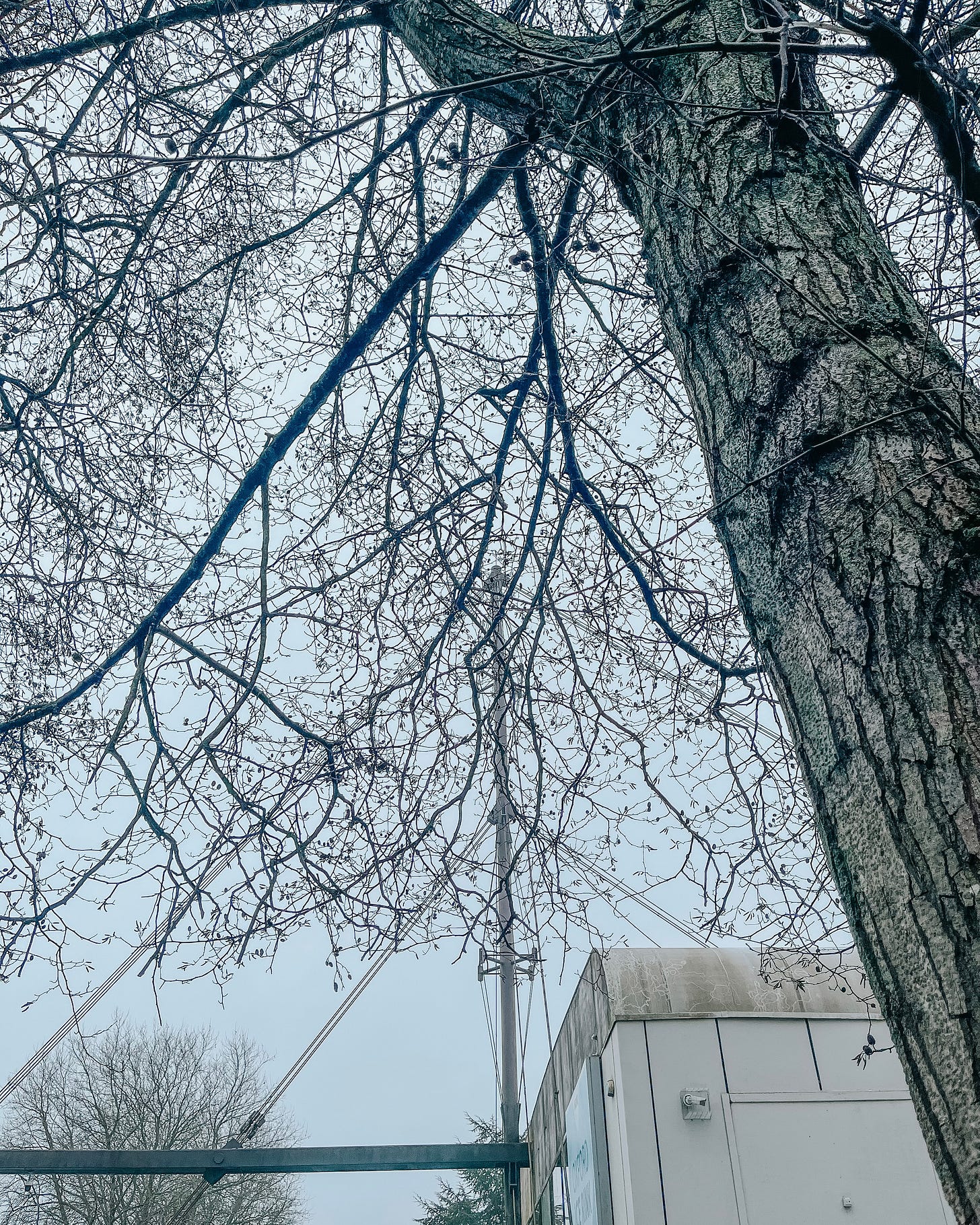 View of a tree and Oxford's ice rink building