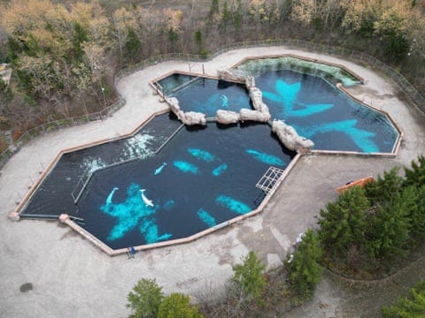 an aerial view of beluga whales in an enclosure an aerial view of beluga whales in an enclosure
