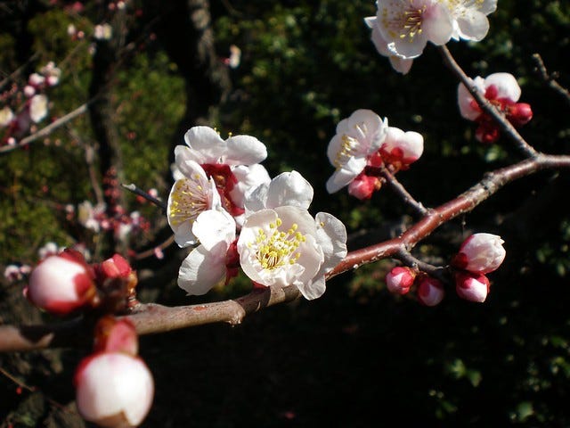 Plum Blossom at Ikegami Baien Plum Blossom at Ikegami Baien