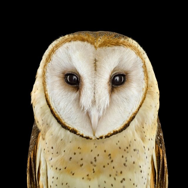 Hello, you gorgeous barn owl Hello, you gorgeous barn owl