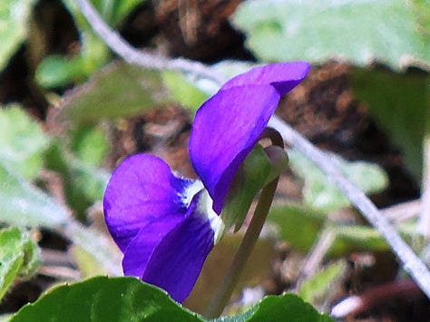 closeups of violets