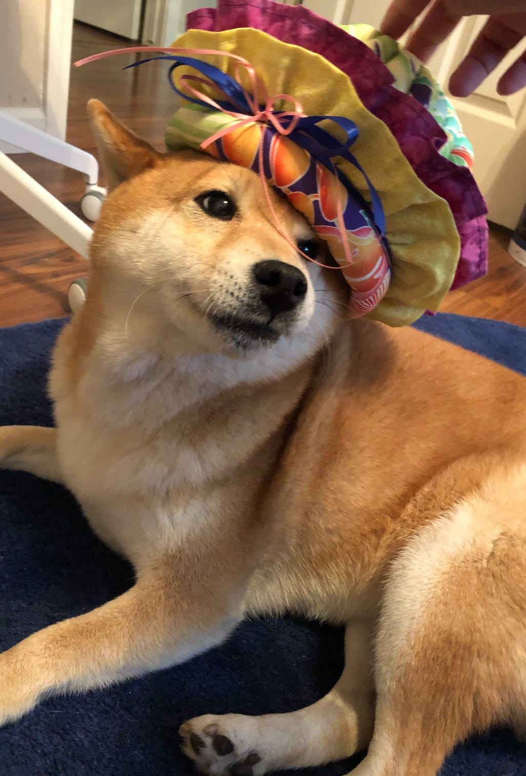 Sassy dog wearing a colorful basket on her head like a crown