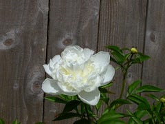 peony