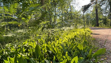 Three photos of lush green vegetation, one with ferns, one with grasses and one with yellow wildflowers