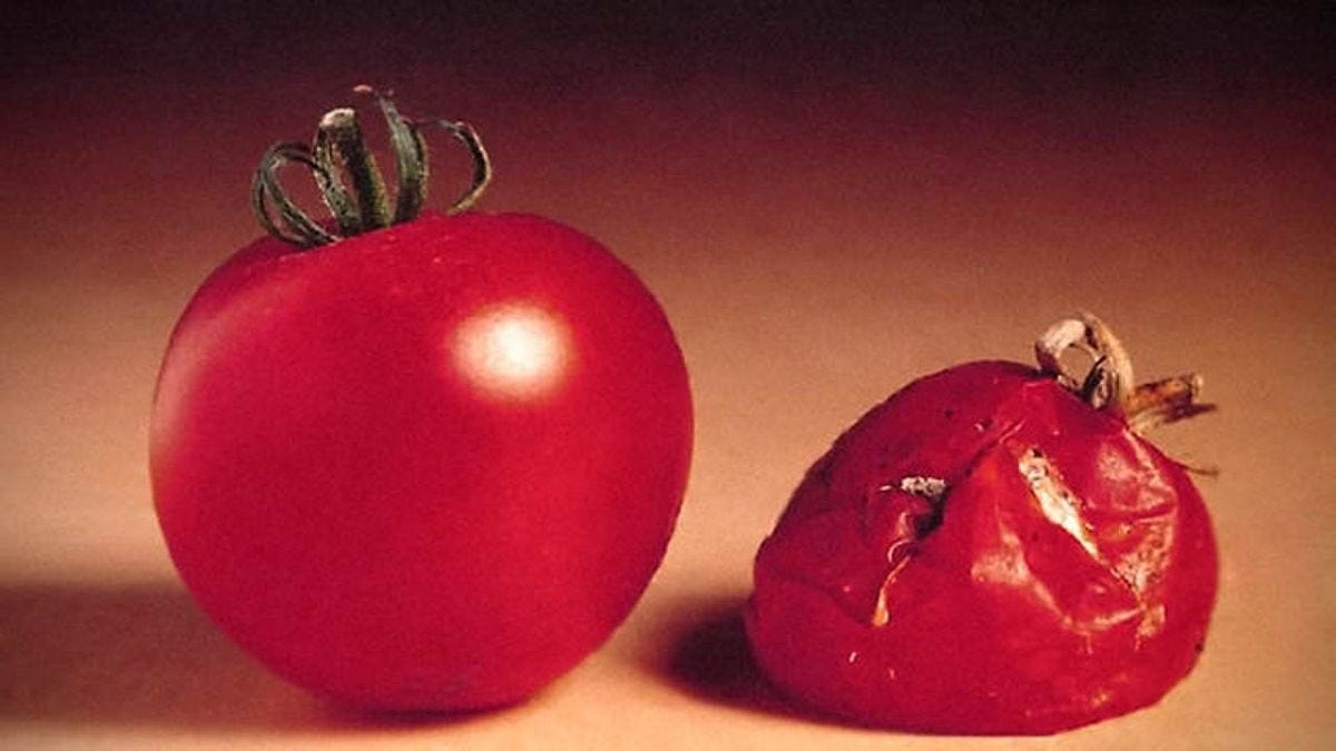 GMO Food Fears and the First Test Tube Tomato - Retro Report GMO Food Fears and the First Test Tube Tomato - Retro Report