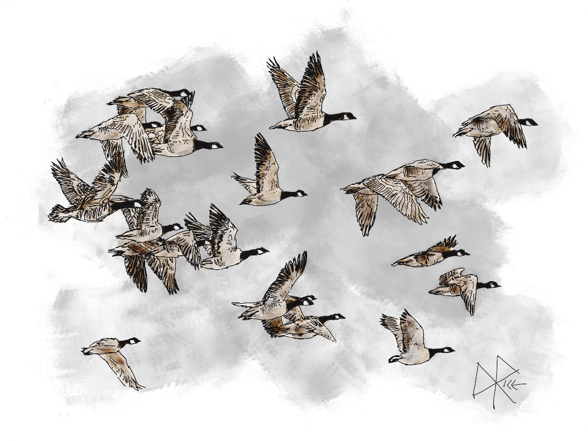 A flock of Canada Geese on the wing, headed north in their migratory return to their nesting grounds. They have broken from the distinctive V-shaped flight formation as they lower their path to come to temporary rest at a staging area, before continuing their journey north. Sketch art by Don Rice.