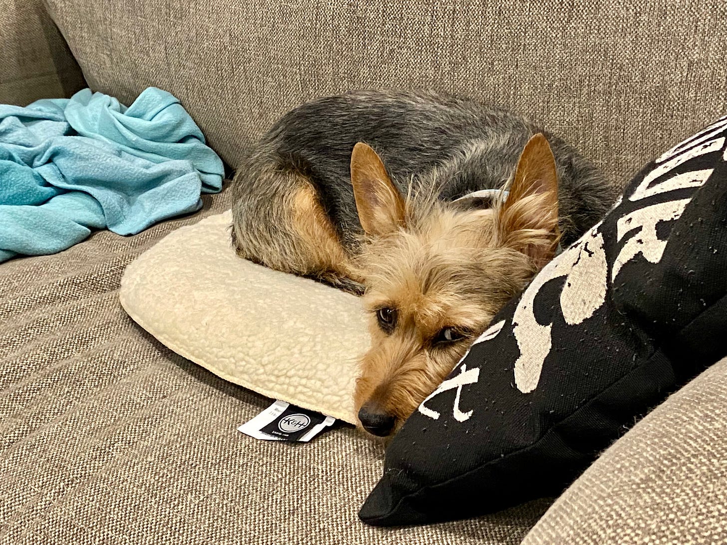 A tan and black terrier curled up on a heating pad on a couch A tan and black terrier curled up on a heating pad on a couch