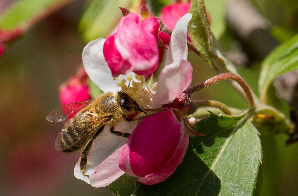 A honey bee perches on a flower.