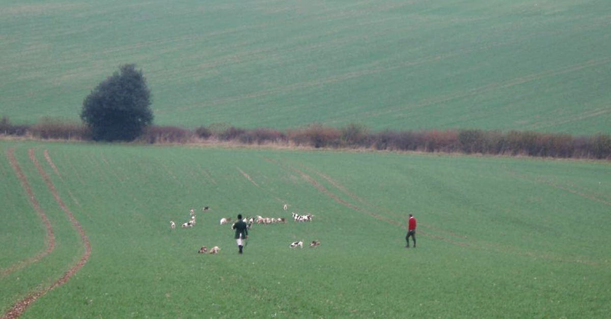 A pack of beagle hounds, a huntsman and a supporter all in one field. The photo is taken from some distance and shows fields all around the subjects. A pack of beagle hounds, a huntsman and a supporter all in one field. The photo is taken from some distance and shows fields all around the subjects.