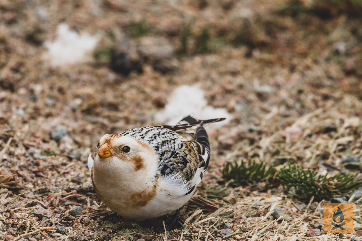 Non-breeding male snow bunting, closer than the last photo Non-breeding male snow bunting, closer than the last photo