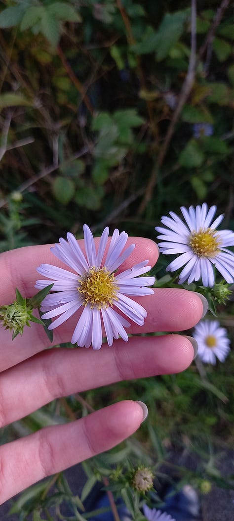 The left image is of my hand gently holding the still attached flower of an aster. The middle image is of a cat statue with many different necklaces hanging around it's neck. The right image is of me lying in a hammock at a wild campsite in front of a loch.