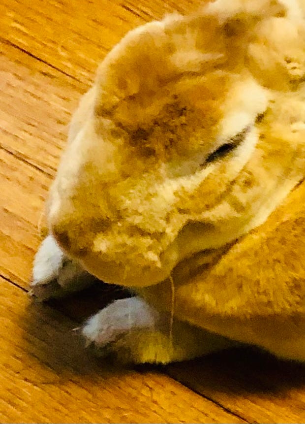 Rabbit face