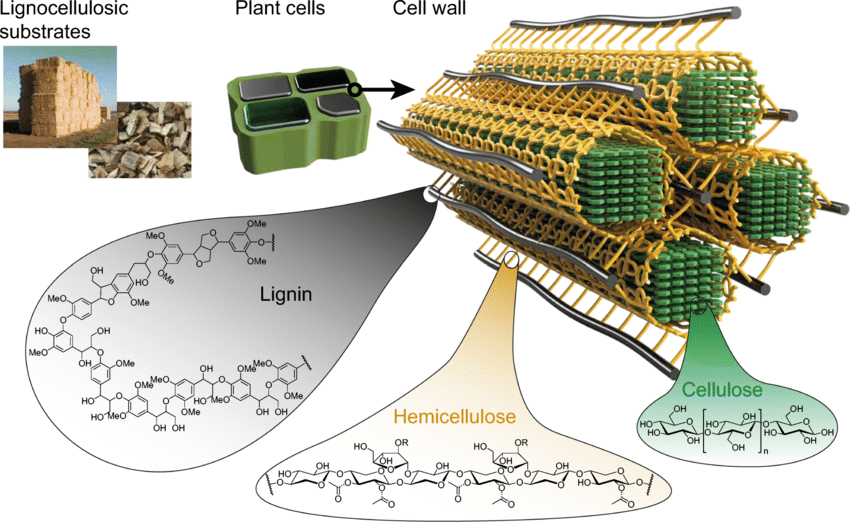 Diagram showing lignin as one of the three main components of plant cell walls, along with cellulose and hemicellulose