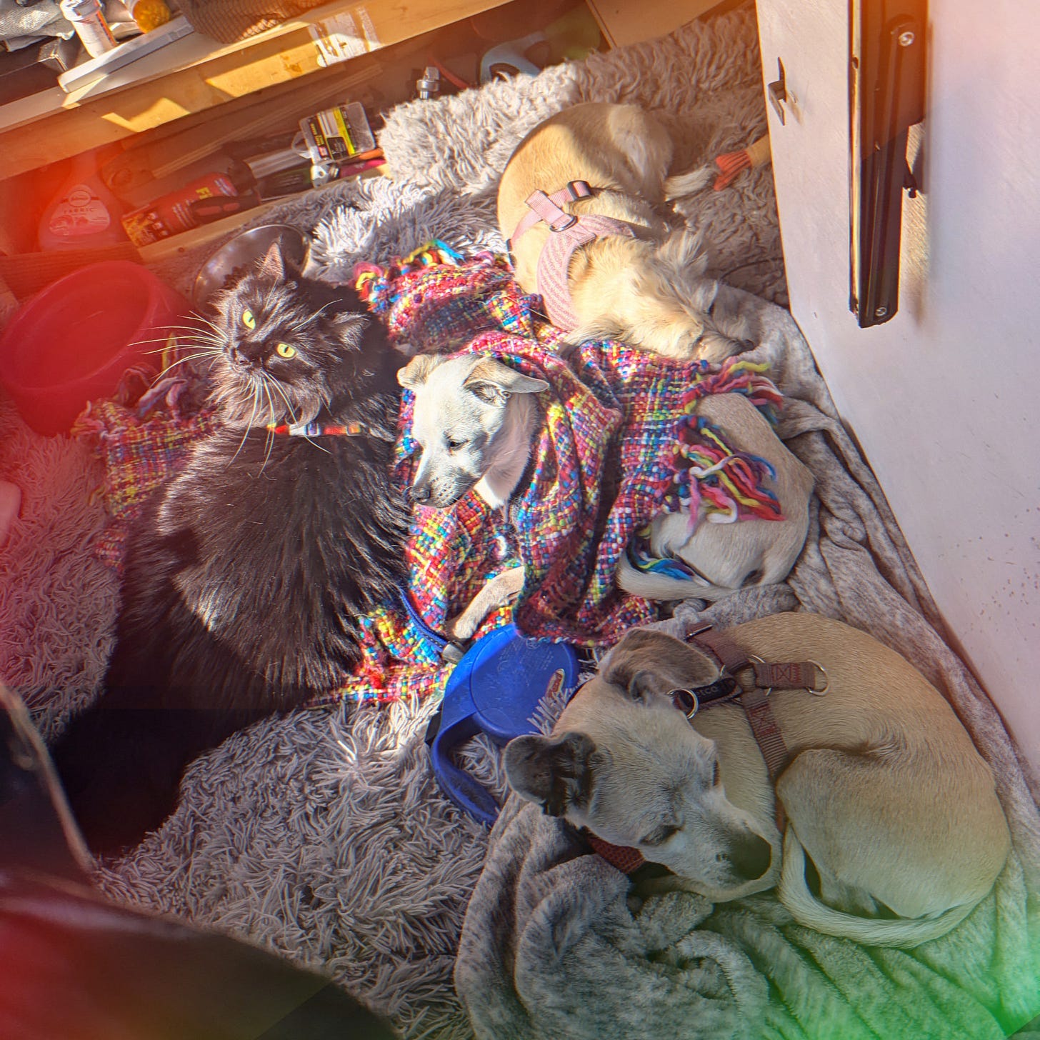 The furry family curled up on a pile of blankets - Brandy is on the left. Pups top to bottom: Dolly, Max, Demon