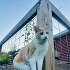 🪷 king cat