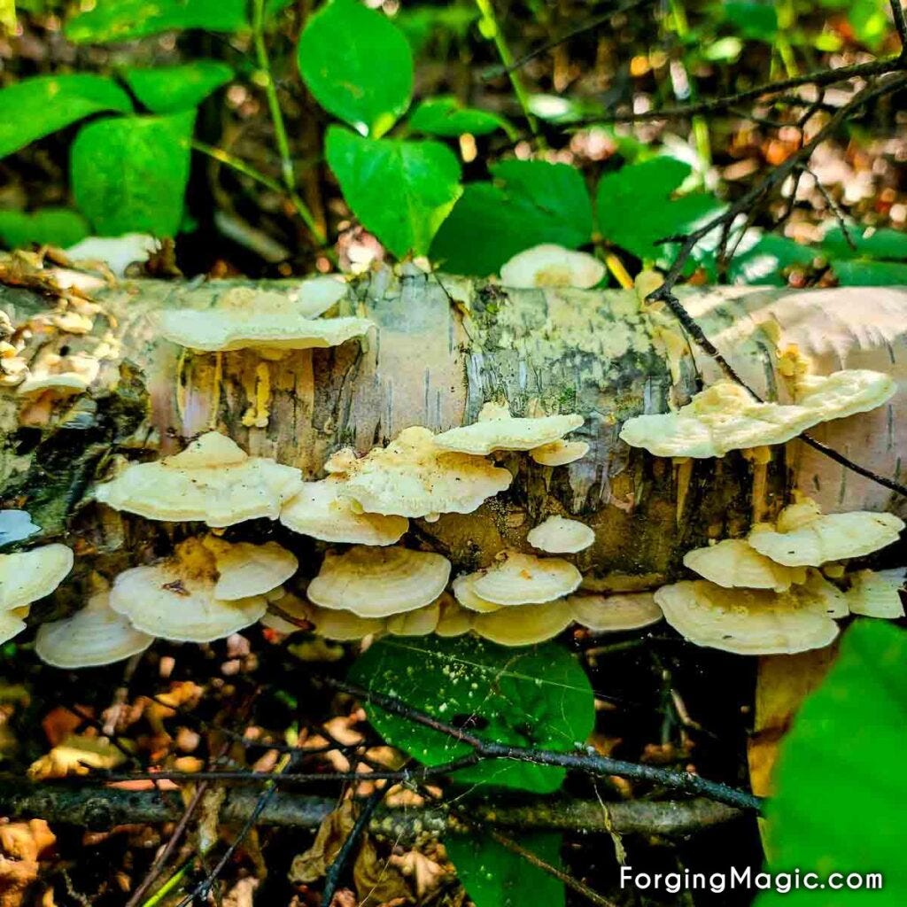 Gorgeous mushrooms growing on a fallen tree Gorgeous mushrooms growing on a fallen tree