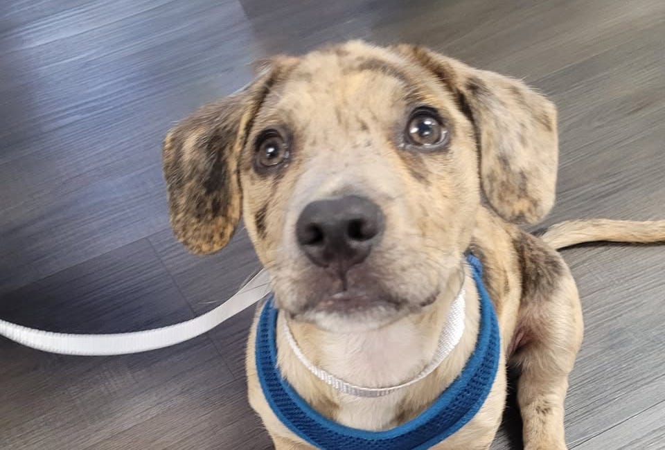 Bradenton Man Arrested After Video Shows Repeated Abuse of 9-Week-Old Puppy