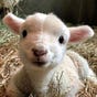 sol 🐑's avatar