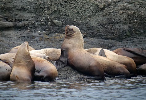 Bigg's orcas hunt Steller sea lion
