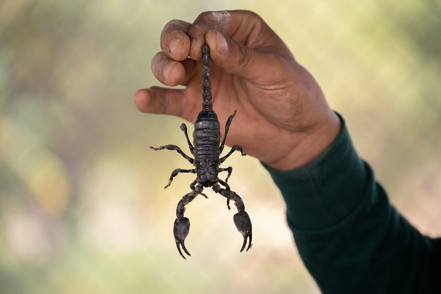 scorpion in Belize scorpion in Belize