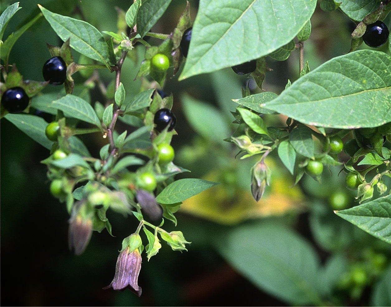 BLACK NIGHTSHADE AND GARDEN HUCKLEBERRIES (and some of the in-betweens)
