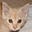 cat's avatar