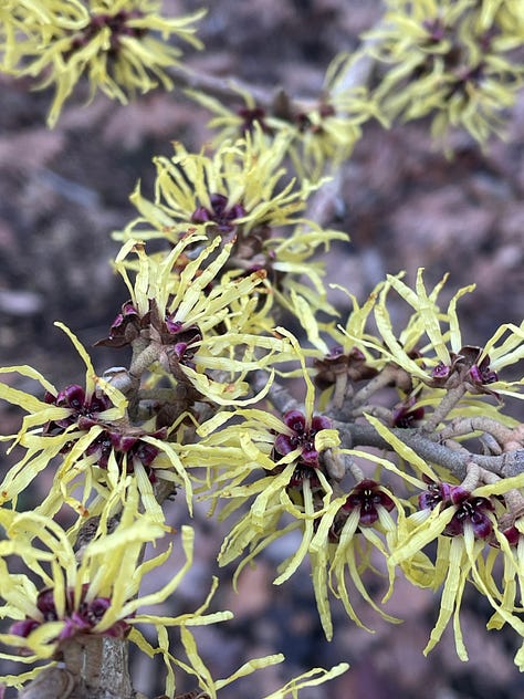 a picture of witch hazel in bloom, a picture of me smiling on Arthurs seat, a cute bird in the sunshine, a ruin, a woven belt, an alder tree in winter, some first snowdrops, a little mouse plagues by concepts and my secateurs