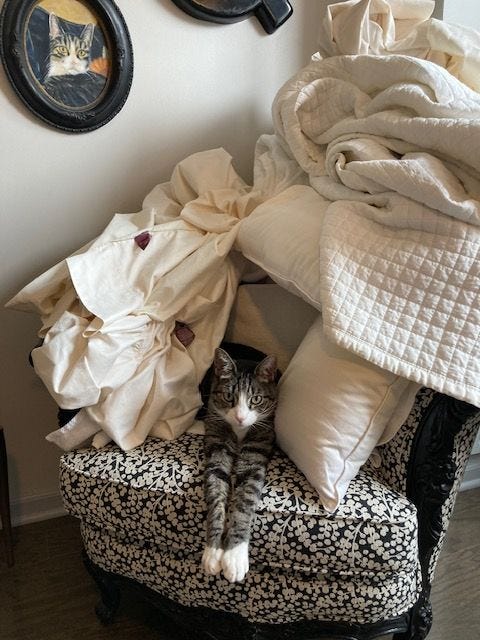 Ziggy is poking out of a pile of blankets on a chair, under a painting of Ziggy on the wall. Ziggy’s arms are sticking straight out front. Ziggy is poking out of a pile of blankets on a chair, under a painting of Ziggy on the wall. Ziggy’s arms are sticking straight out front.
