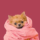 #109 - (não) Conversas no pet shop